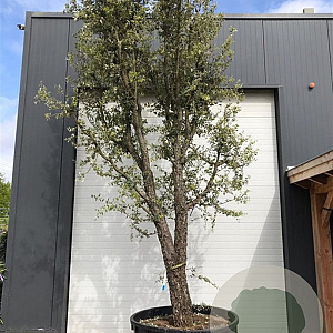 Quercus suber GM container solitair