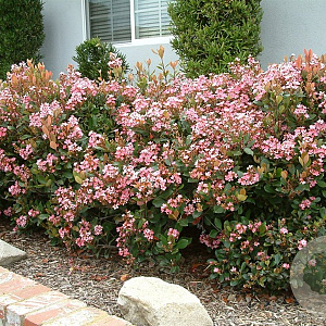 Rhaphiolepis indica GM 10L