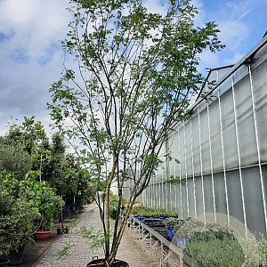 Styphnolobium j. 'Regent' 400-450 cm container meerstammig extra