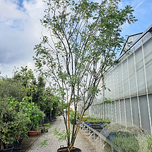 Styphnolobium j. 'Regent' 400-450 cm container meerstammig extra