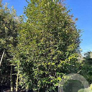 Sycopsis sinensis 450 cm cont. 1000L meerstammig solitair