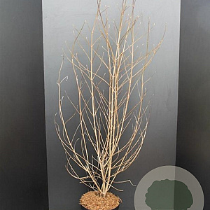 Cornus kousa chinensis 100-125 cm 10L