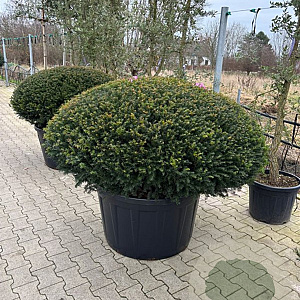 Taxus b. 'Renke's Kleiner Grüner' 150-160 cm cont. 290L platte bol
