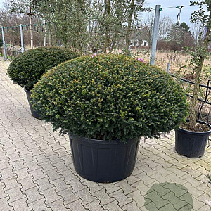 Taxus b. 'Renke's Kleiner Grüner' 150-160 cm cont. 290L platte bol