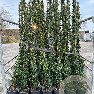 Trachelospermum jasminoides 220 cm 10L Gestokt