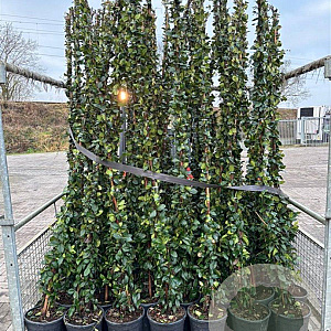Trachelospermum jasminoides 220 cm 10L Gestokt