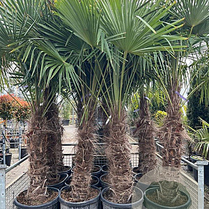Trachycarpus fortunei 100-120 cm container