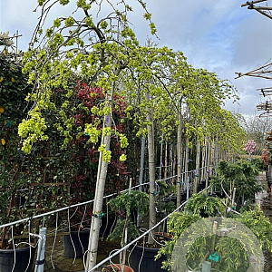 Ulmus glabra 'Pendula' 12-14 HO container