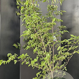 Cornus kousa chinensis 175-200 cm 25L