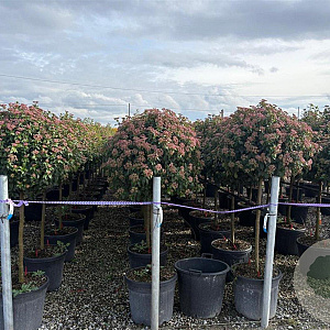 Viburnum tinus 80-90 HA 45L