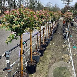Viburnum tinus 80 cm stam 12L