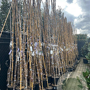 Wisteria flor. 'Domino' 275 cm 9L Gestokt