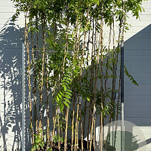 Wisteria flor. 'Honbeni' 200 cm 3,0L Gestokt