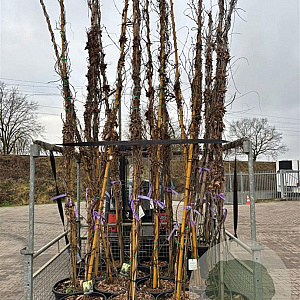 Wisteria sinensis 400-450 cm 45L Gestokt