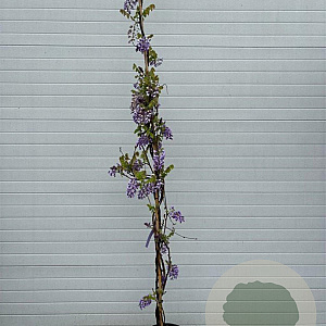 Wisteria sinensis 300 cm 20L