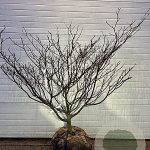 Cornus controversa 150-175 cm cont. 180L solitair