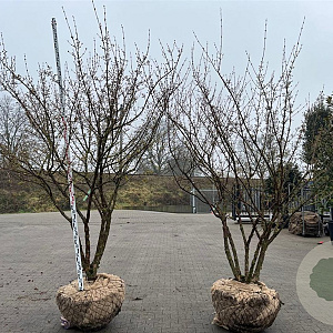 Cornus officinalis 250-300 cm draadkluit meerstammig