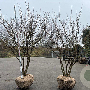 Cornus officinalis 250-300 cm draadkluit meerstammig