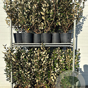 Elaeagnus ebb. 'Compacta' 80-100 cm 9L