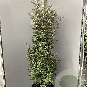Elaeagnus ebb. 'Compacta' 150-175 cm 35L