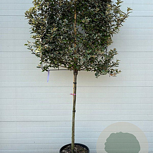 Elaeagnus ebb. 'Compacta' halfstam container LEIVORM lei 100x100