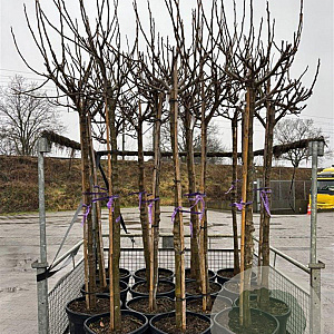 Ficus carica 12-14 HO cont. 55L 180