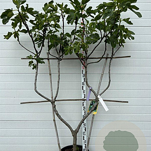 Ficus car. 'Grise de Tarascon' GM container lage leivorm U vorm
