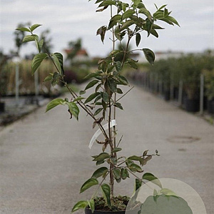 Cornus mas 'Schönb. Gourmet-Dirndl' 80-100 cm 7,5L
