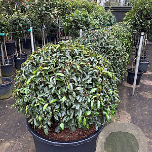 Prunus l. 'Angustifolia' 90-100 cm cont. 160L bol