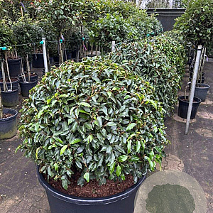 Prunus l. 'Angustifolia' 90-100 cm cont. 160L bol