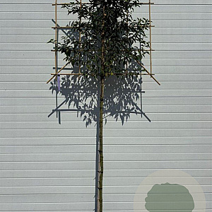 Prunus l. 'Angustifolia' 6-8 HO container lei 120x120 180 cm stam