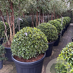 Prunus l. Sofia 60-70 cm cont. 150L bol