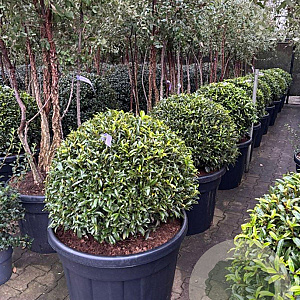 Prunus l. Sofia 60-70 cm cont. 150L bol