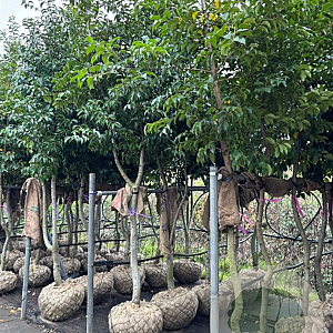 Prunus lusitanica Tico 300-350 cm cont. 350L solitair