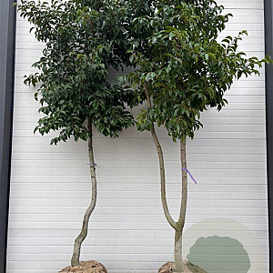 Prunus lusitanica Tico 300-350 cm cont. 350L solitair