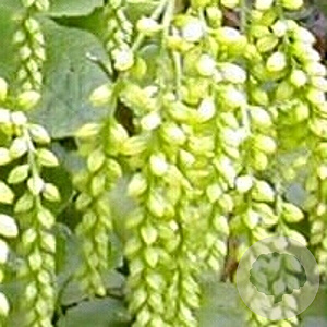 Chiastophyllum oppositifolium GM P9