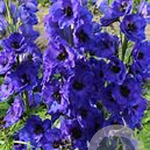 Delphinium 'Delph.Hollands Glorie' GM  P11