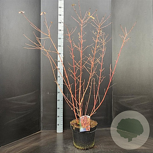 Cornus sang. 'Midwinter Fire' 80-100 cm 10L