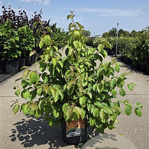 Cornus sang. 'Midwinter Fire' 80-100 cm 10L