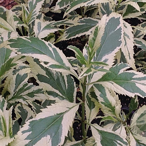 Eupatorium fortunei 'Capri' GM P9