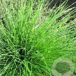 Festuca 'Walberla' GM P9