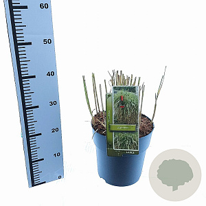 Miscanthus giganteus 40-50 cm 6,5L