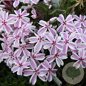 Phlox (S) Candy Stripes GM 2,0L