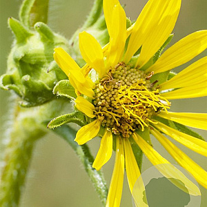 Silphium laciniatum GM P9