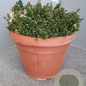 Thymus puleg. 'Foxley' GM 30L