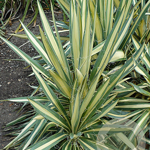 Yucca filamentosa 'Color Guard' GM 18L