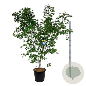 Acer Arctic Jade 200-225 cm cont. 55L extra
