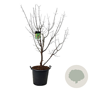 Acer griseum 150-175 cm cont. 55L extra