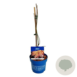 Acer Ice Dragon 40-50 cm 3,0L