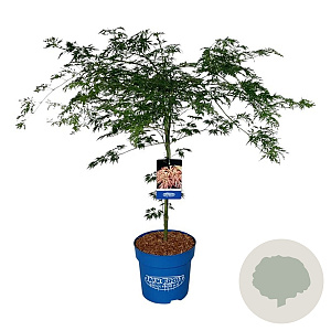 Acer Ice Dragon 80-100 cm 15L breed